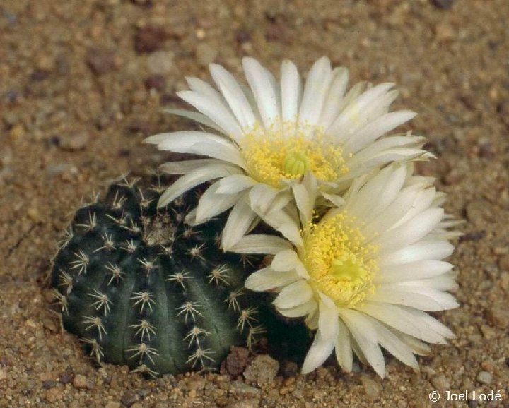 Echinocereus pulchellus sharpii -JL161